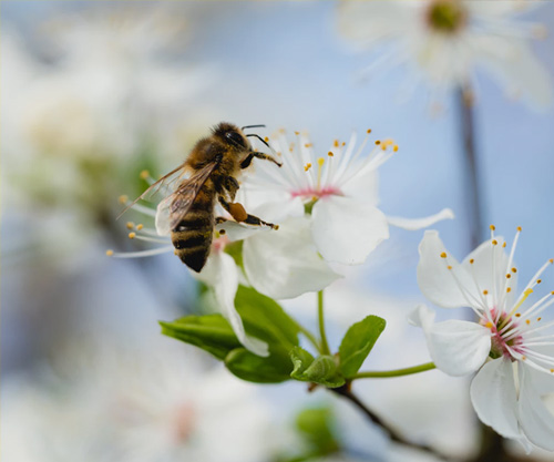 European Beekeepers Insist on Protection against Foreign Honey Imports