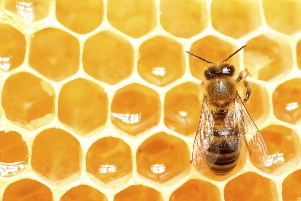 Government gives money for honey traceability program and library
