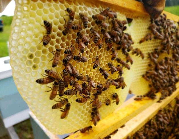 “Beekeepers Loves Bees”. A Beekeeper Sets the Record Straight About Honey