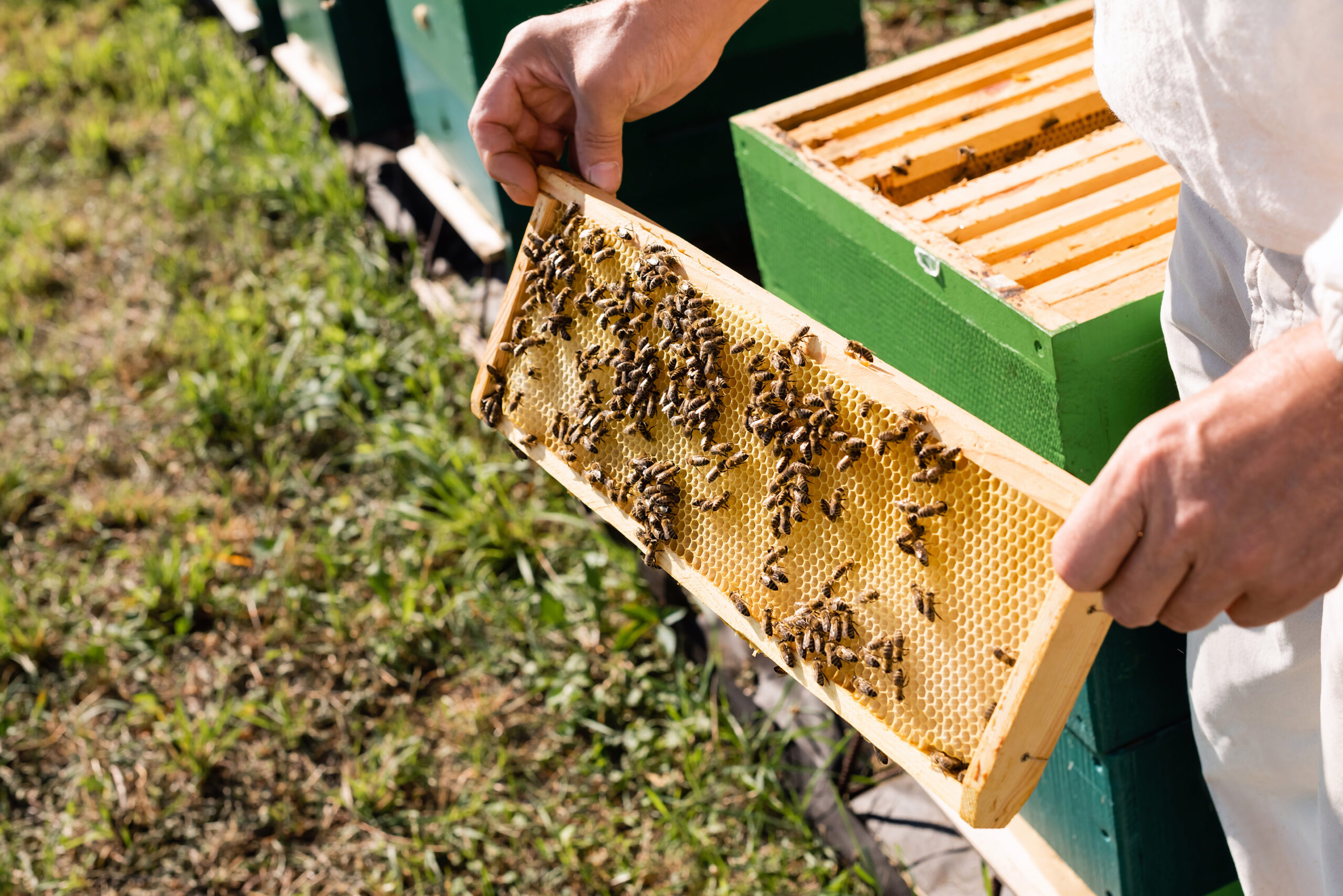 Creating a database of Canadian honey