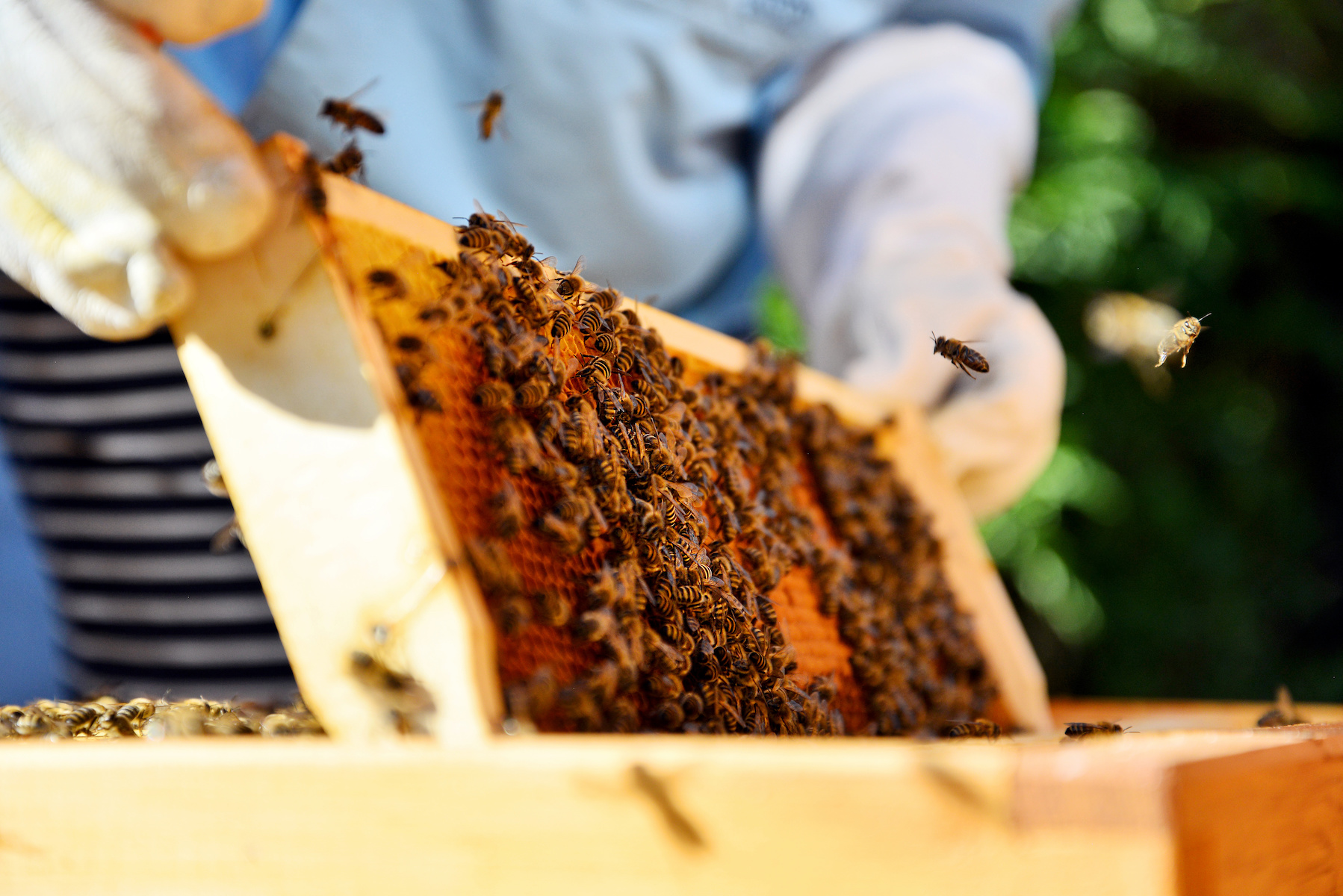 Beehives and Honey Harvesting