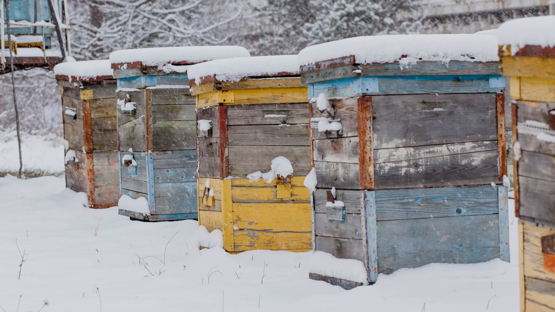 How Bees Survive the Cold Winter Months